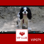 learn polish with piotr