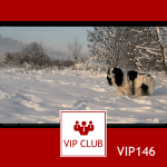 learn polish from video