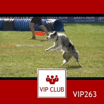 learn polish vip263