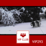learn polish online vip
