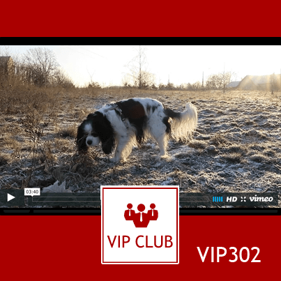 learn polish video