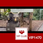 VIP1470: Australia – Spotkanie z koala